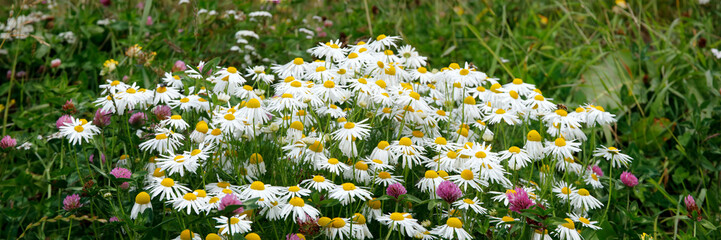 Fototapeta premium Margeriten Blumenwiese im Sommer, Panorama 