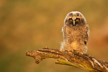 Long-eared owl Asio otus bird young northern long-eared owl feather sitting on branch dusty fluff...