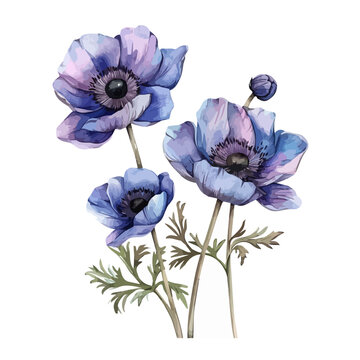 recommend clip art: Watercolor vector of anemone flower, isolated on a white background, design art, drawing clipart, Illustration painting, Graphic logo, anemone vector 