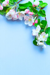 Fototapeta na wymiar branch of a blooming apple tree on a plain background with green leaves, isolated object, place for an inscription