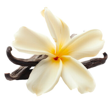 A white vanilla flower with a sticks isolated on white or transparent background, png clipart, design element. Easy to place on any other background.