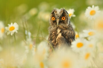 Long-eared owl Asio otus bird young northern daisy flower owl feather dusty fluff wild nature...