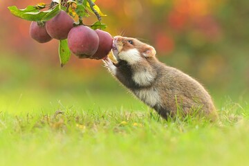 Black-bellied european hamster Cricetus cricetus rodent eurasian common grassland in the fields of...