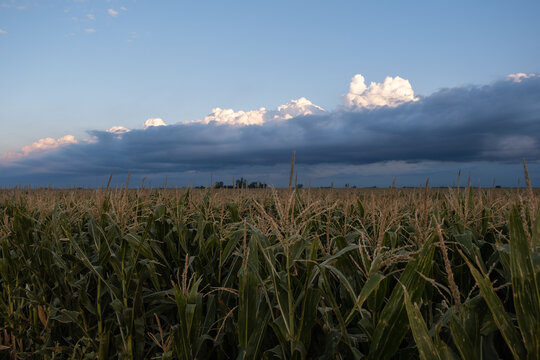 Campo con cultivos de maíz, concepto de agricultura