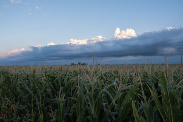 Campo con cultivos de maíz