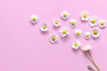 daisies on a plain pink background with space for writing, background, abstraction