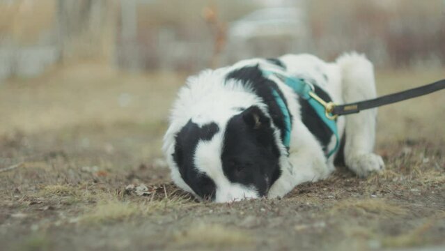 Black and white dog alabai happily walks on a leash, exploring its surroundings with curiosity and energy.