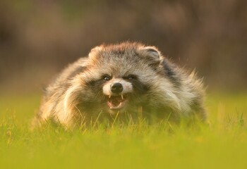 Raccoon dog common Nyctereutes procyonoides meadow Chinese Asian field closeup cute darling...