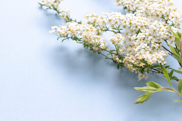 small white cherry flowers on a branch on a plain blue background, Spiraea spring blooming