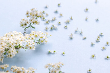 small white cherry flowers on a branch on a plain blue background, Spiraea spring...
