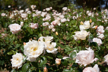 Obraz na płótnie Canvas Field of white roses