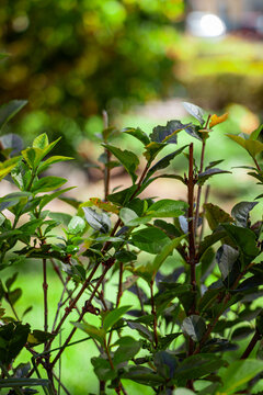 Leaves on the tree