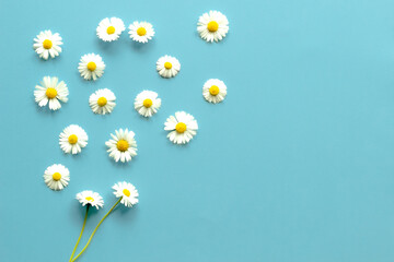 daisies on a plain blue background with space for writing, background, abstraction