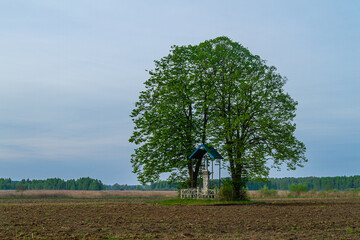 Kapliczka samotnie stojąca pod lipami na polach uprawnych - obrazy, fototapety, plakaty