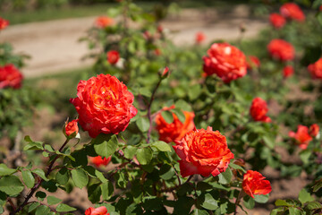 Rose bush with orange roses