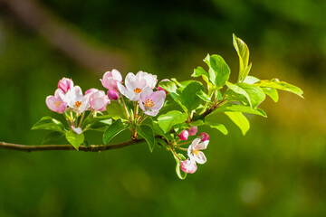 Kwitnące drzewo owocowe kwiaty jabłoni - obrazy, fototapety, plakaty
