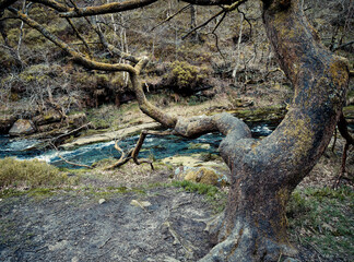Obraz premium Stream in the forest. A little river stream running down some rocks, stone path between the forest trees. Moorland English scene.