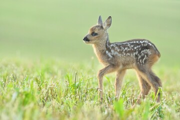 Roe deer wildlife Capreolus capreolus antlers fawn western roe deer male European graze in meadow...