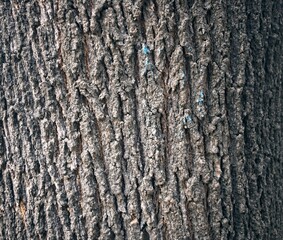 Bark pattern is seamless tree texture. For background work