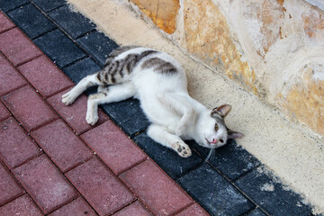 Relaxed Street Cats Urban Serenity