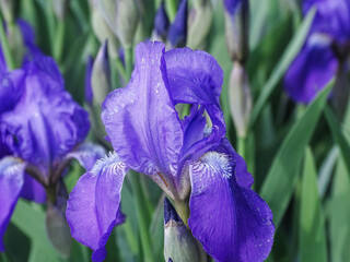 Stool iris flower in Romania. Iris aphylla