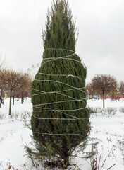 Tying thuja branches with a cord for the winter