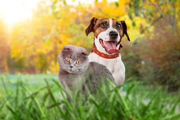 small cute dog and cat together on grass