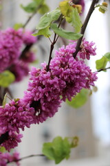 A newly bloomed judas-tree in a rainy spring weather
