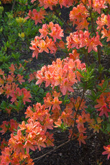 rhododendron shrubs in bloom with orange  flowers in the garden