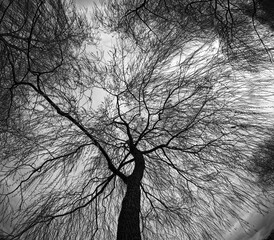 Scary bare halloween tree from below in black and white