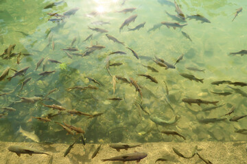A lot of carps, fishes swimming in the Balikligöl Pool, Pool of Abraham next to Halil Ul Rahman Camii Mosque, Sanliurfa, Turkey