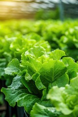 Lettuce Plants Growing in Abundance in a Greenhouse