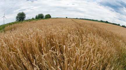 Fisheye Perspektive Getreidefeld mit der Getreidesorte Gerste