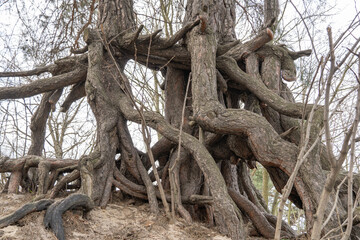 Many twisted roots of old tree. Large trunk of fantasy plant growth in nature. Magicals brown...
