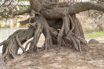 Many twisted roots of old tree. Large trunk of fantasy plant growth in nature. Magicals brown branch and bark grow high above the ground. Root spreading out beautiful. Tree gazing. Natural background