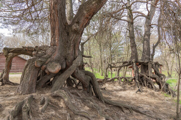 Fototapeta na wymiar Many twisted roots of old tree. Large trunk of fantasy plant growth in nature. Magicals brown branch and bark grow high above the ground. Root spreading out beautiful. Tree gazing. Natural background