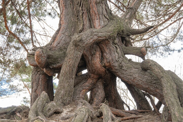 Many twisted roots of old tree. Large trunk of fantasy plant growth in nature. Magicals brown branch and bark grow high above the ground. Root spreading out beautiful. Tree gazing. Natural background