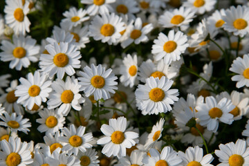 Fototapeta premium View of the white aster flowers in the park