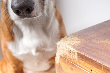Dog behind chewed furniture. Puppy dog destroying wood chest corner. Chewing furniture concept....