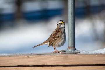 White Crowned Sparrow 1