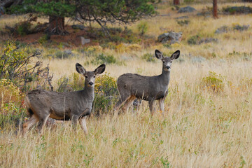 Mule Deer Pair