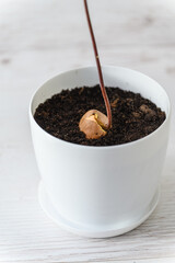 Close-up of an avocado seed with sprouted sprout in a pot.