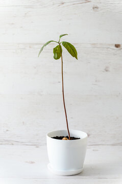 Sprouted avocado sprout in a pot on a light background.