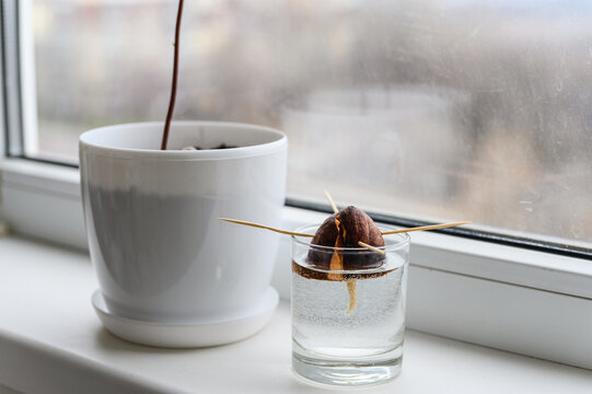 Young avocado plant in a white pot, an avocado seed sprouting in a glass.