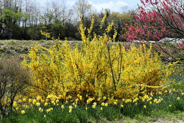 青い空と新緑にレンギョウの鮮やかな黄色