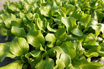 Fresh green lettuce cultivated in garden in daylight
