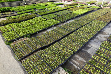 Rows of green vegetable plants growing in nursery