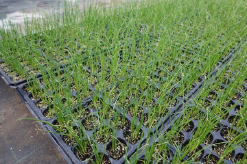 Rows of garlic chive plants growing in botanic garden