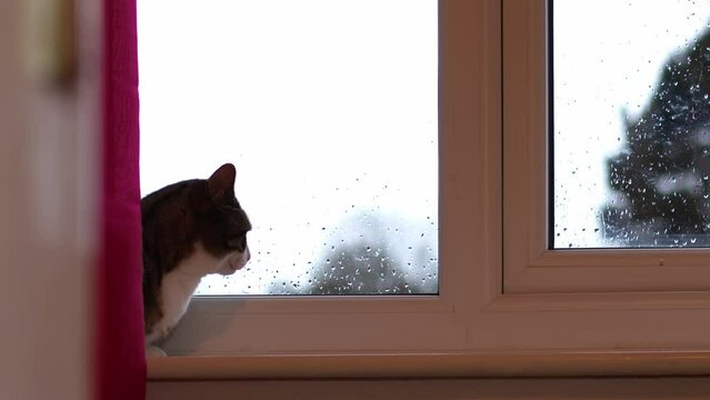 Cute tabby cat sits in window in rain fall