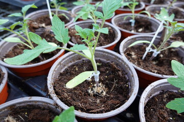 Green tomato plants growing in pots soil